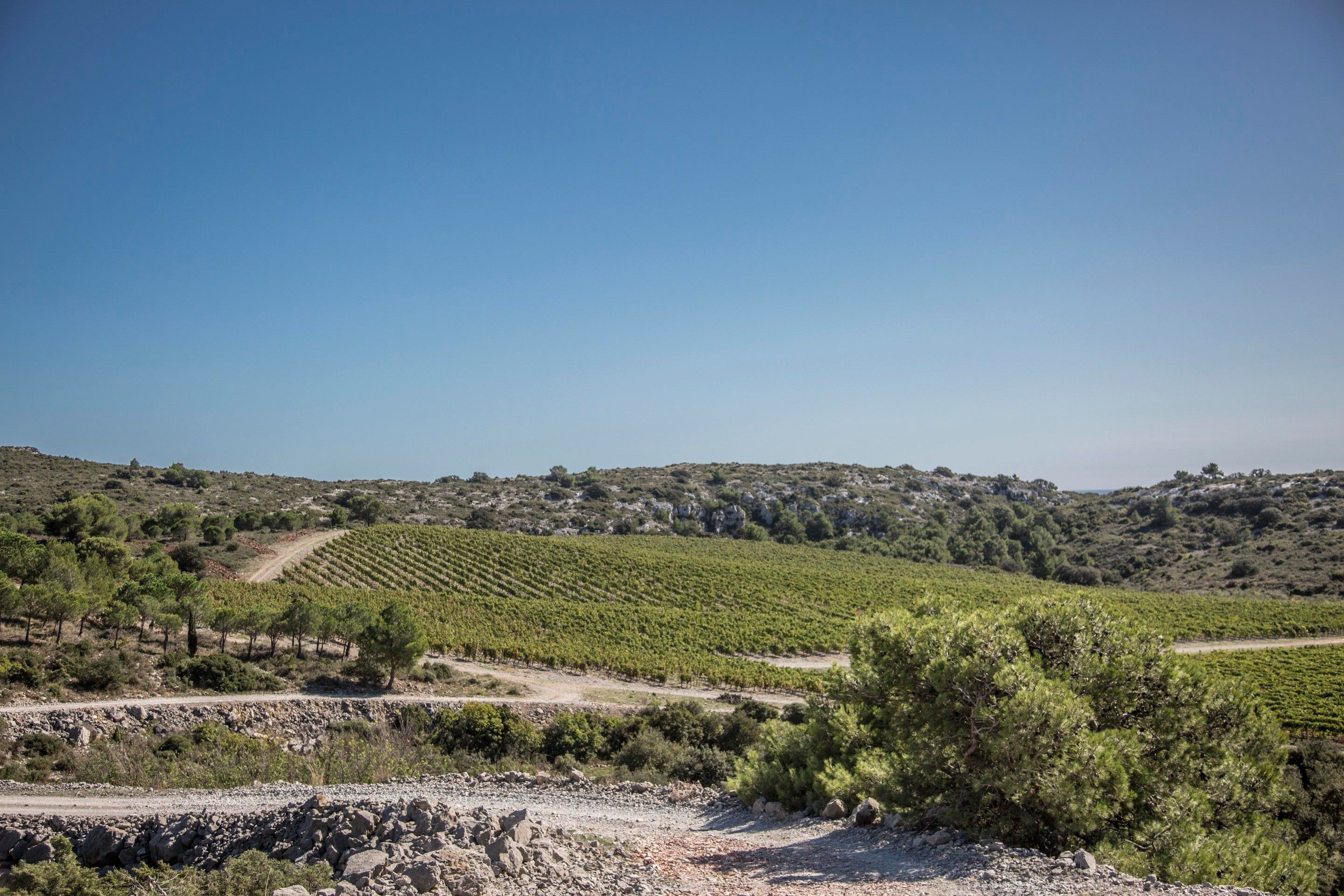 Gérard Bertrand – Vines and garrigue at l’Hospitalet
