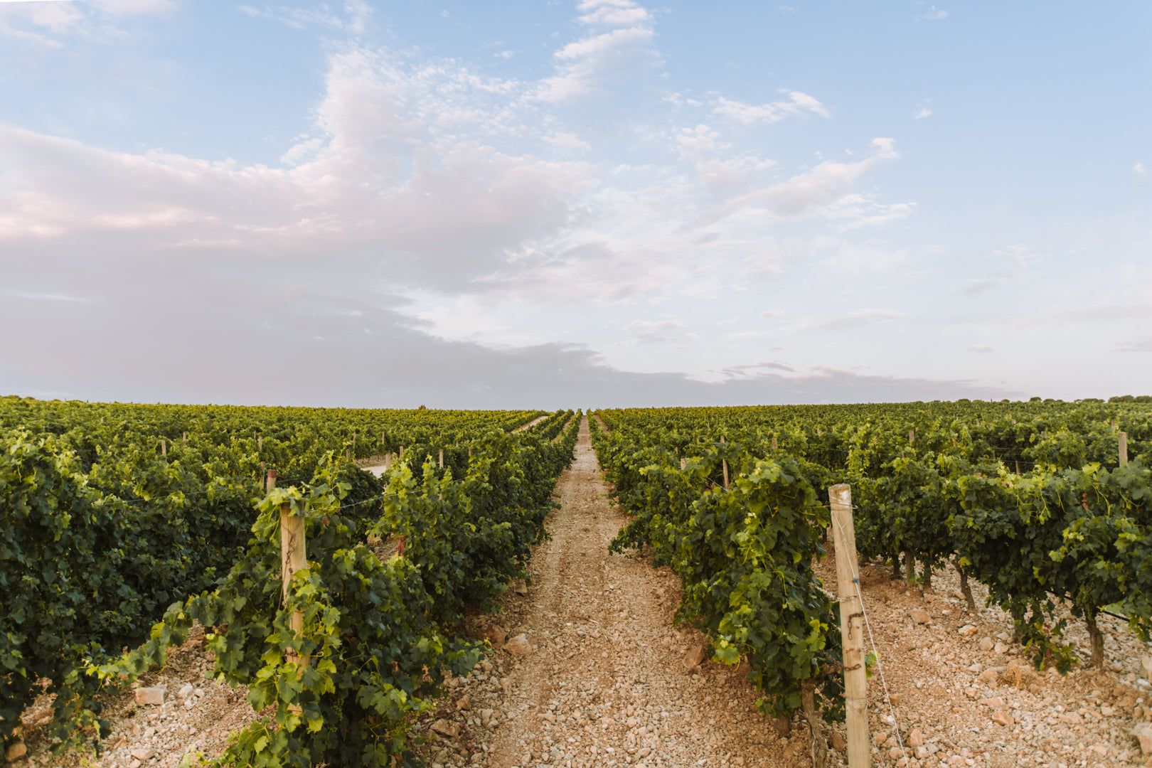 Gérard Bertrand – The rows of vines at l’Hospitalet