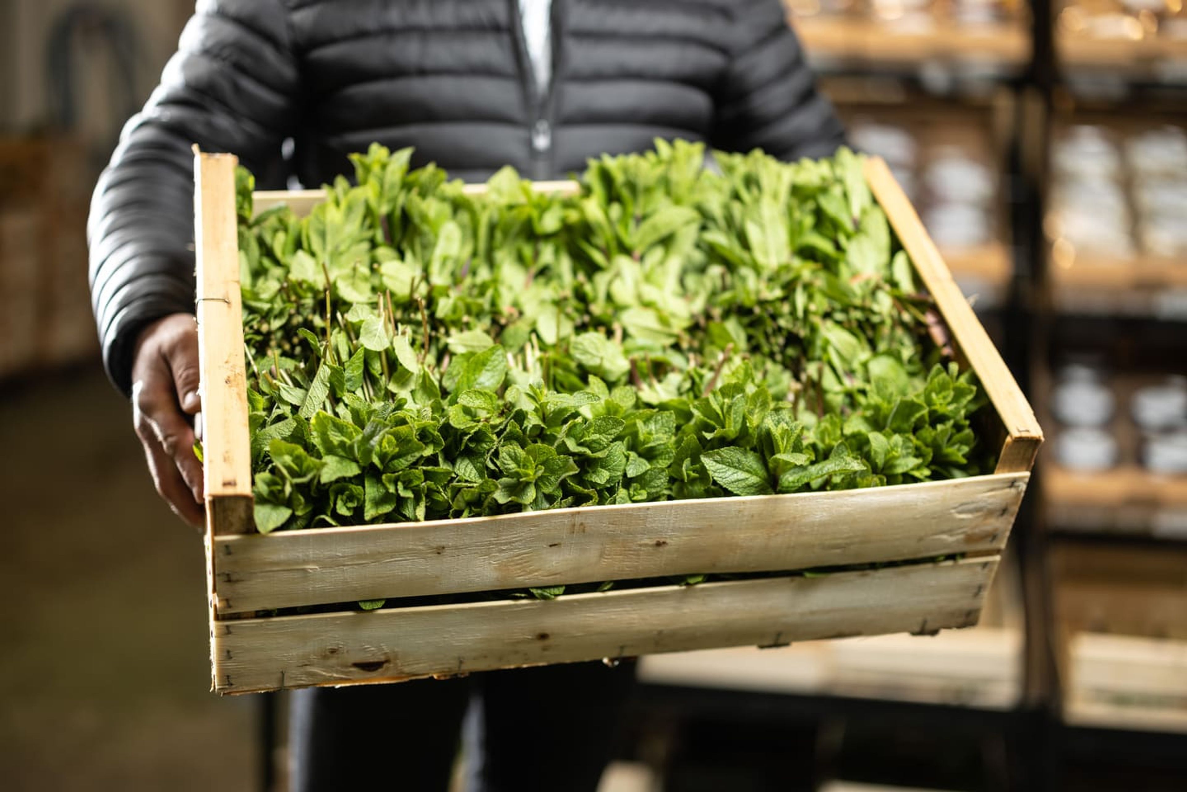 A crate of fresh herbs, at Rungis market